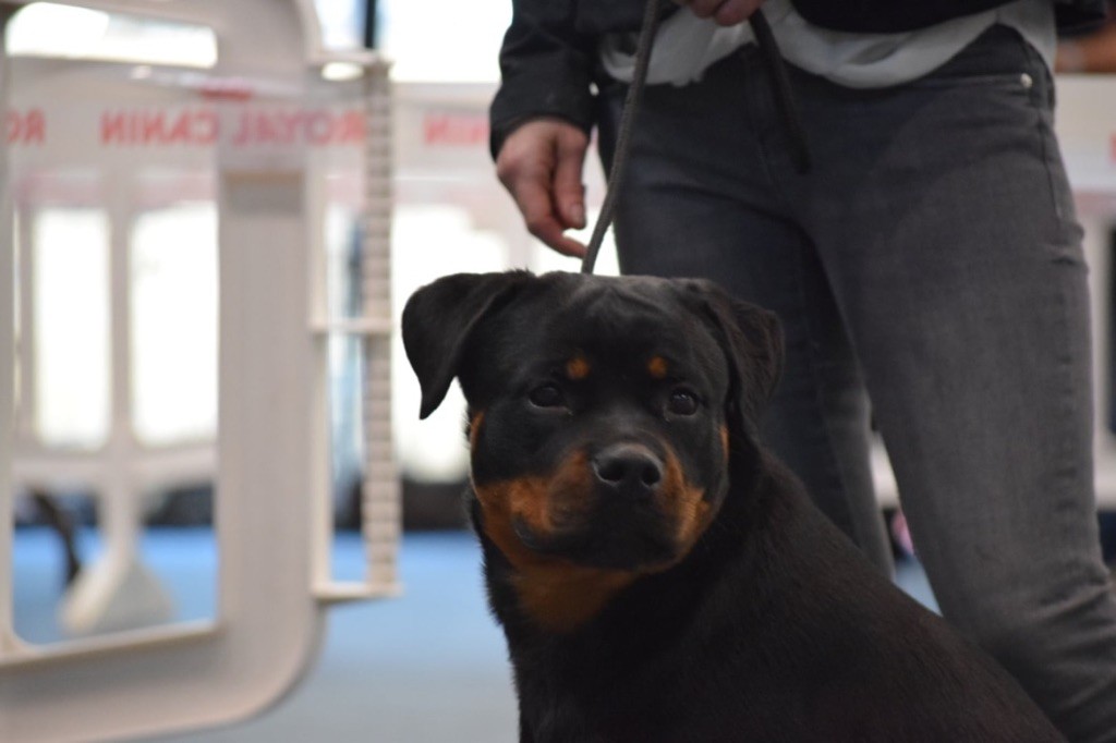 Les Rottweiler de l'affixe Of The Sweet Victory Of Noxialy