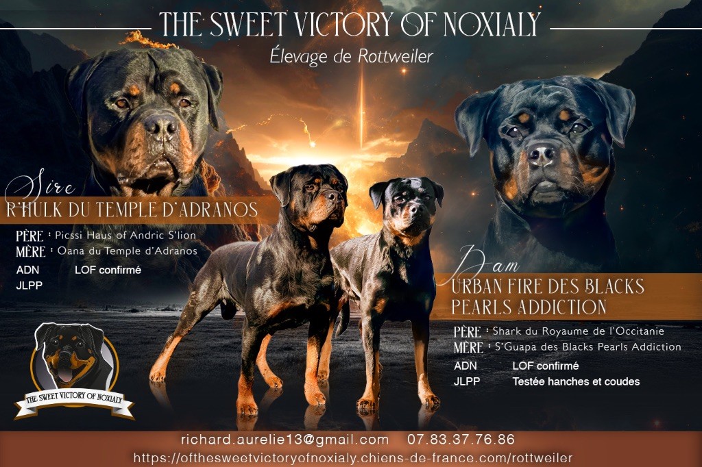 Chiots à venir mi Mai 