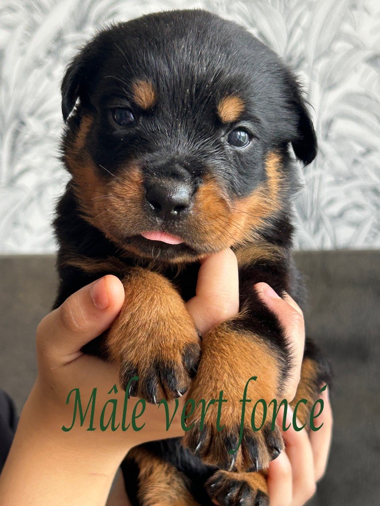 Of The Sweet Victory Of Noxialy - Chiots disponibles - Rottweiler