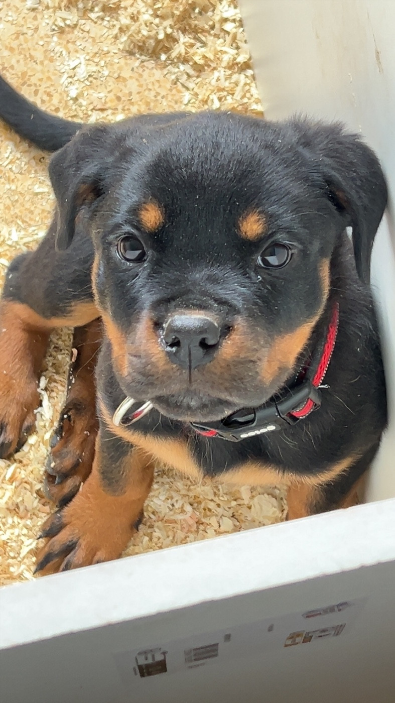 Of The Sweet Victory Of Noxialy - Chiots disponibles - Rottweiler