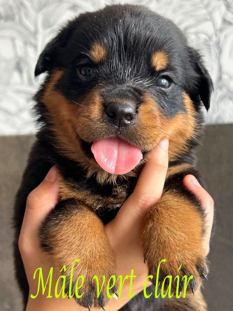 Of The Sweet Victory Of Noxialy - Chiots disponibles - Rottweiler