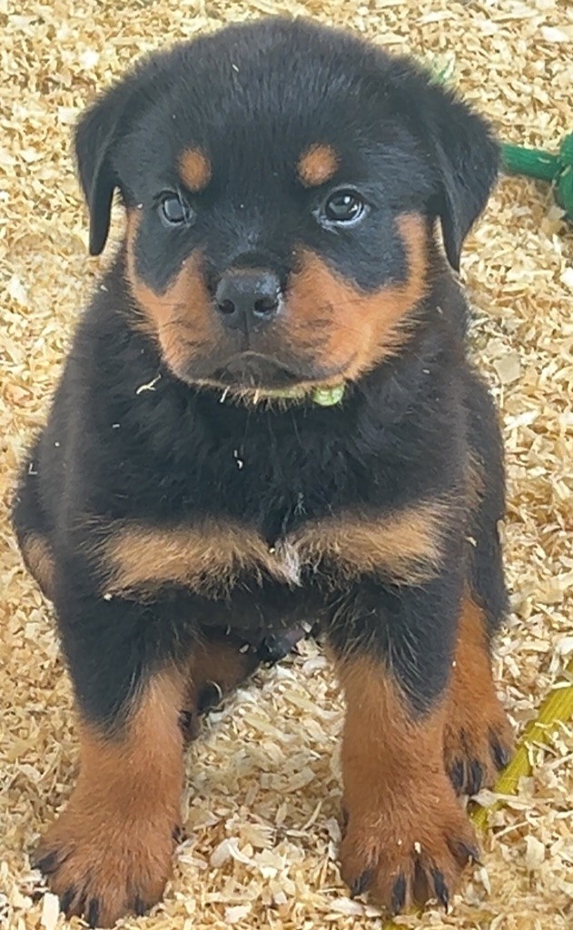 Of The Sweet Victory Of Noxialy - Chiots disponibles - Rottweiler
