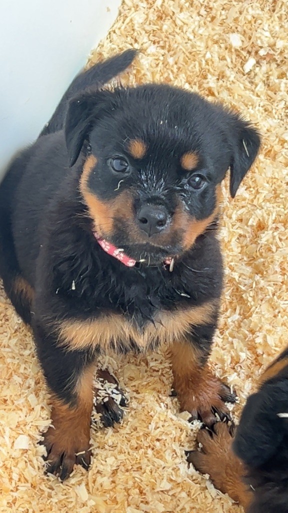 Of The Sweet Victory Of Noxialy - Chiots disponibles - Rottweiler