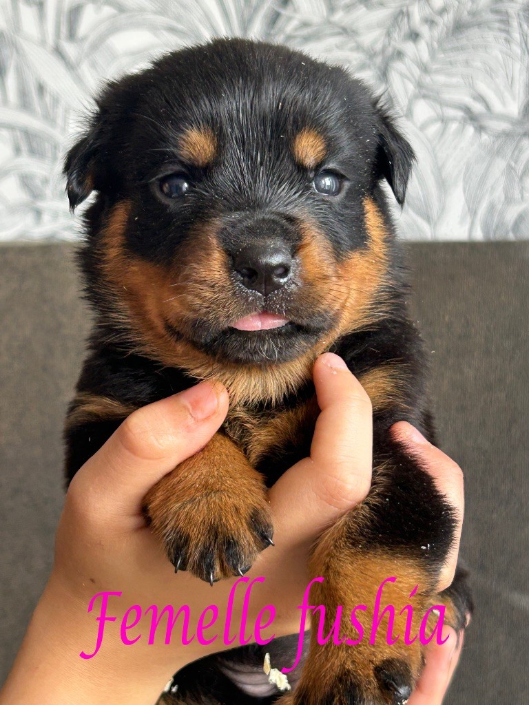 Of The Sweet Victory Of Noxialy - Chiots disponibles - Rottweiler