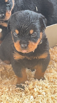 CHIOT