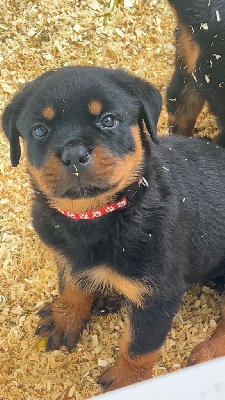 CHIOT