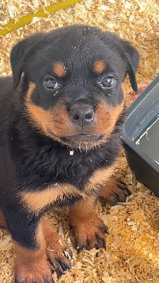 CHIOT