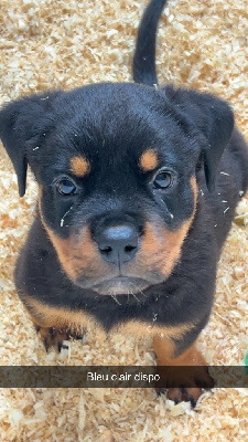 CHIOT