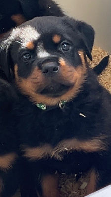 CHIOT