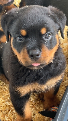 CHIOT
