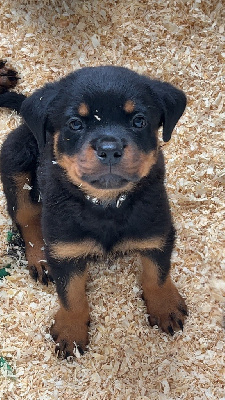 CHIOT
