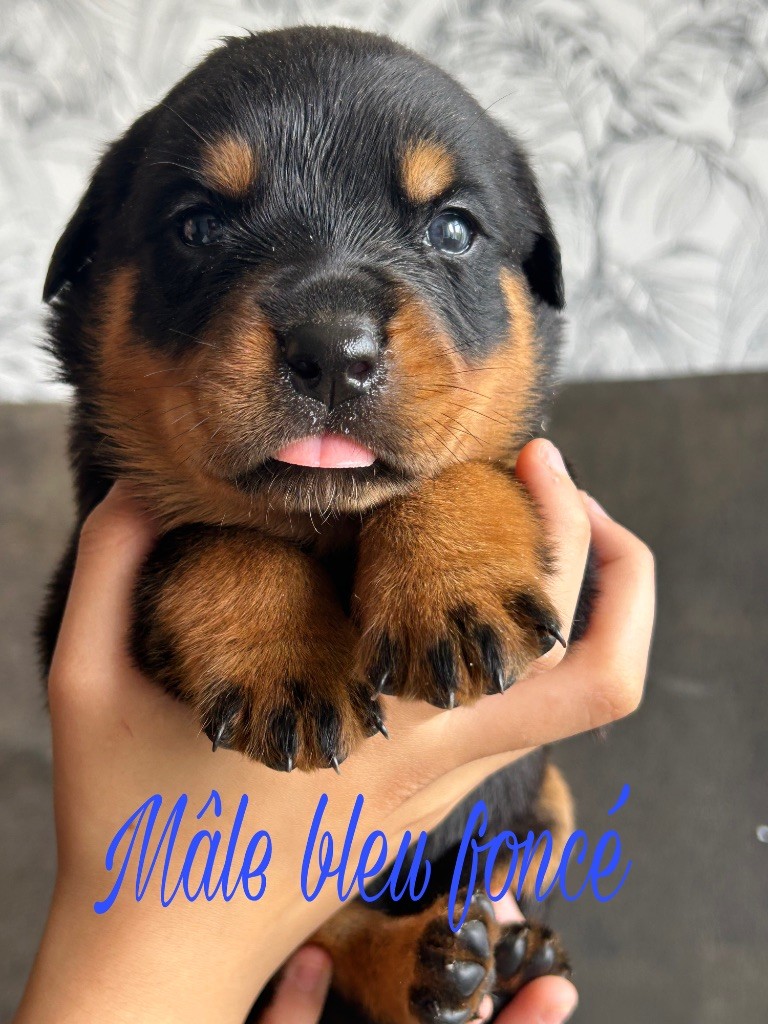 Of The Sweet Victory Of Noxialy - Chiots disponibles - Rottweiler
